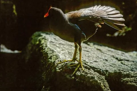 Common moorhen Stock Photos