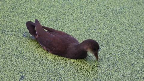 Common Moorhen on the pond Stock Footage 318045517