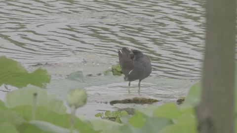 Common moorhen preening on lotus leaf in water Stock-Footage 343587876