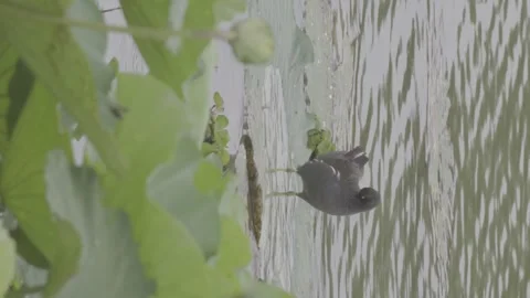 Common moorhen preening on lotus leaf in lotus pond Vídeos de archivo 343595204