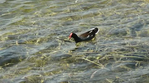 Common moorhen seen in Florida Stock Footage 11016952