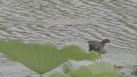 Common moorhen standing on lotus leaf in pond Stock-Footage 343587719