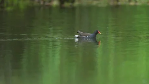 Common Moorhen Swimming and Foraging for Food in a Calm Pond Stock Footage 347547053