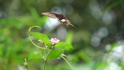  Common mormom fly off though air, after feeding on flower 動画素材 251725495