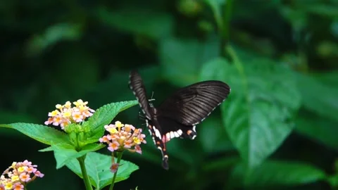  Common mormom fly off though air, after feeding on flower in slow motion 500 fp 動画素材 251725931