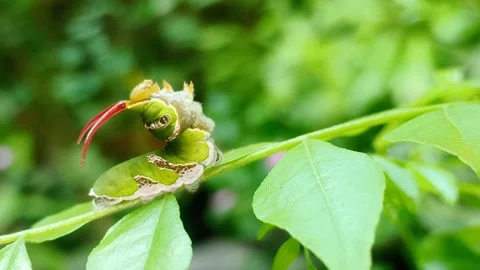 Common Mormon butterfly caterpillar extending osmeterium - Papilio polytes Stock Footage 342940917