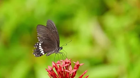 Common Mormon Butterfly Feeding on Nectar 스톡 동영상 310924592