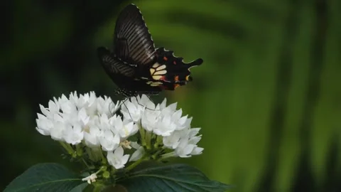A common Mormon butterfly Stock Footage 251302179