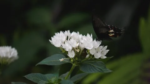 A common Mormon butterfly Stock Footage 251302786