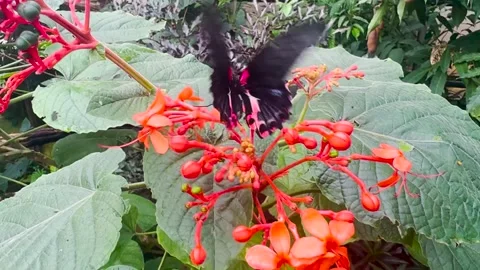 A common mormon butterfly Stock Footage 266707704