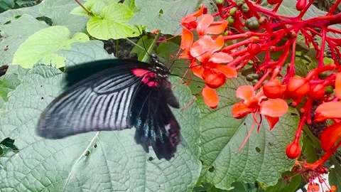 A common mormon butterfly Stock Footage 266721734