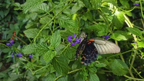A common Mormon butterfly Stock Footage 275476566