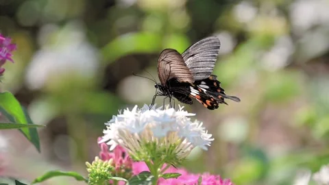 Common Mormon butterfly (Papilio polytes) flying among bright blossoms and necta 스톡 동영상 317805322