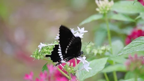 Common Mormon butterfly (Papilio polytes) feeding on flowers and then flying awa 스톡 동영상 318822771