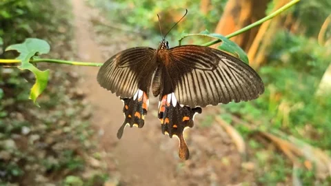 Common Mormon Butterfly Papilio polytes Close Up in Palakkad, Kerala - Static Stock Footage 339592730