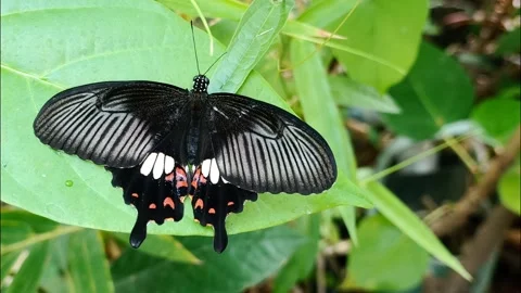 Common Mormon butterfly perch on Clerodendrum paniculatum leaf - P. polytes Stock Footage 342940034