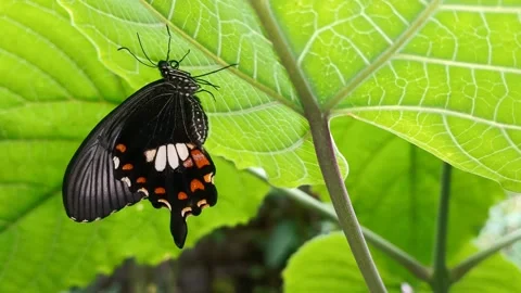 Common Mormon butterfly perch on Clerodendrum paniculatum leaf - P. polytes Stock Footage 342940114