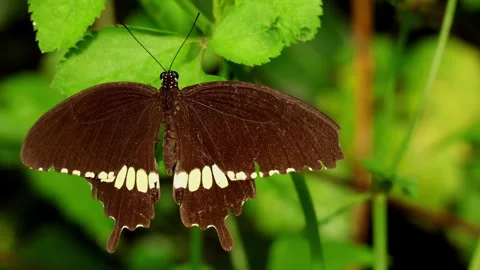 Common Mormon butterfly perching on green leaf Stock Footage 345369697