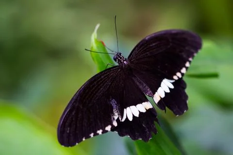 Common mormon butterfly Stock Photos