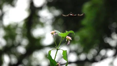  Common mormon in flight in slow motion after feeding 動画素材 251725512