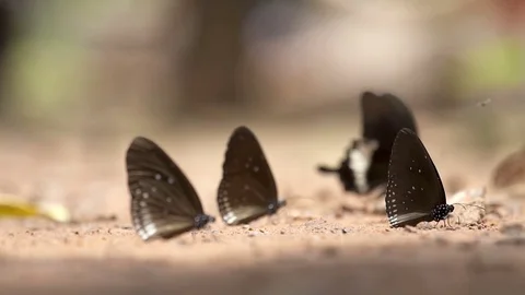 The Common Mormon, Group of butterfly, Slow motion. Stock Footage