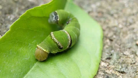 Common mormon larva insect on green leaves Stock Footage 321301513