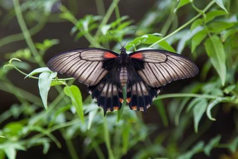 Common mormon on leaf Stock Photos