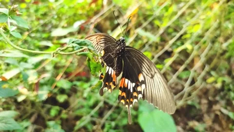 Common Mormon Papilio Polytes Dark Swallowtail Butterfly In Dorsal Wing Vie.. Stock Footage 323374014