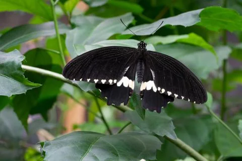 Common mormon, Papilio polytes Stock Photos