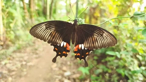 Common Mormon Papilio polytes Swallowtail Butterfly in Dorsal Full-Wing Spr.. Stock Footage 323447288
