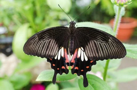 Common Mormon. Stock Photos