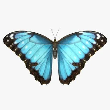 Common Morpho Butterfly 3D Model