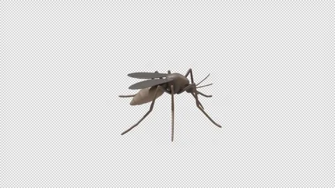 Common mosquito - Loop Alpha HD ProRes Stock Footage 328024867