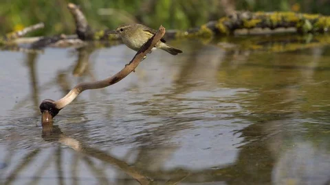 Common mosquito net Stock Footage 111784530