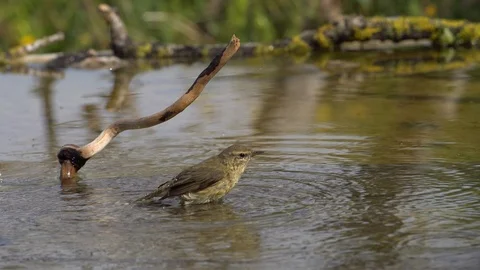 Common mosquito net Stock Footage 111784882