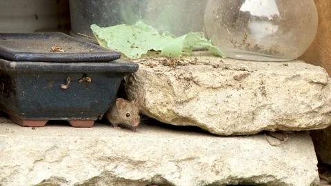 Common Mouse hides in bricks before running away Stock Footage 130086129