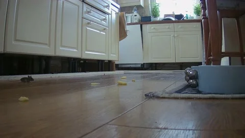 Common mouse (Mus musculus), a pest in the home and in this kitchen Stock Footage 201788485
