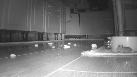 Common mouse (Mus musculus), a pest in the home and in this kitchen Stock Footage 201788656