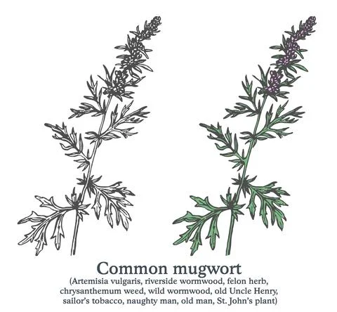 Common mugwort. Colorful vector hand drawn plant. Vintage medicinal sketch Stock Illustration