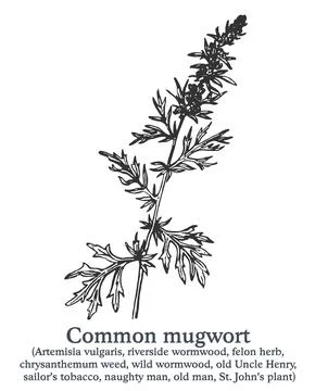 Common mugwort. Vector hand drawn plant. Vintage medicinal plant sketch. Stock Illustration