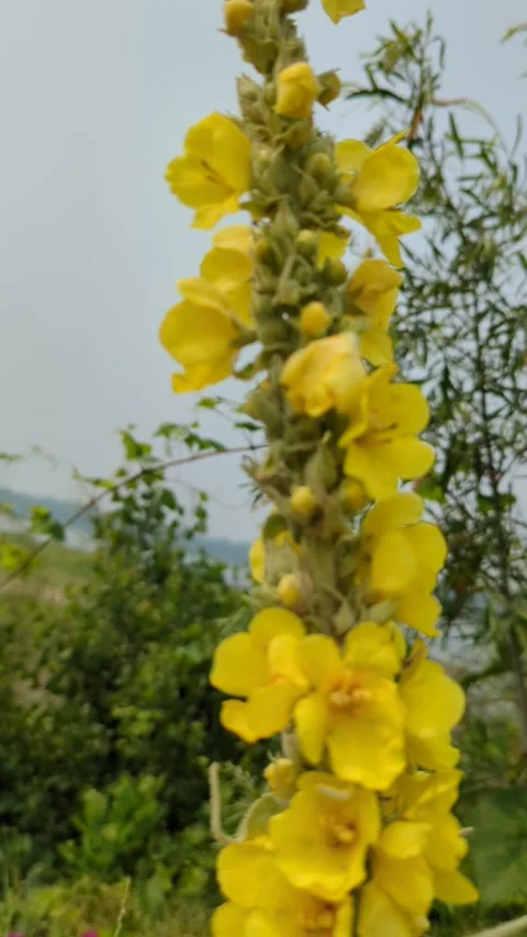 Common mullein in bloom Stock Footage 300878207