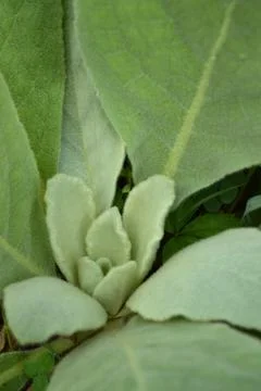Common Mullein Plant Stock Photos