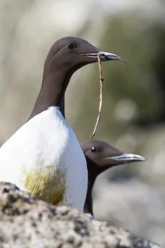 Common murre with a branch in its beak spring day near the colony Fotos Stock