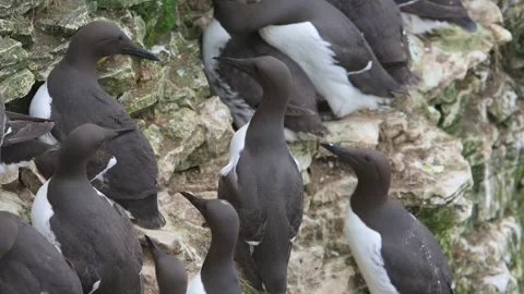 Common Murre, Common Guillemot, Uria aalge, birds colony on cliffs 動画素材 306645937