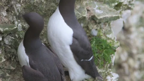Common Murre, Common Guillemot, Uria aalge, birds colony on cliffs Stock Footage 306645969