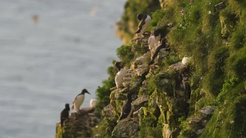 Common Murre, Common Guillemot, Uria aalge, birds colony on cliffs 스톡 동영상 306645995