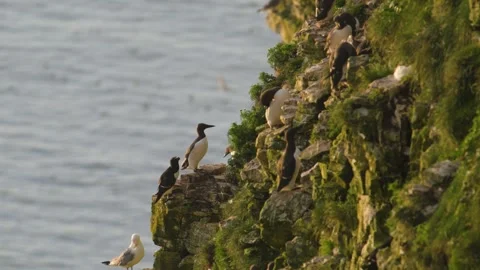 Common Murre, Common Guillemot, Uria aalge, birds colony on cliffs Stock Footage 306646025