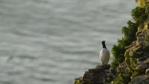 Common Murre, Common Guillemot, Uria aalge, birds colony on cliffs Stock Footage 308124119