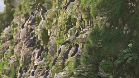 Common Murre, Common Guillemot, Uria aalge, Bempton Cliffs, England Stock-Footage 308673528