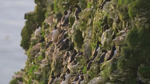 Common Murre, Common Guillemot, Uria aalge, Bempton Cliffs, England Stockbeeldmateriaal 308673538